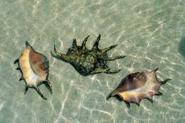 Archipel-des-Comores;-Coquillages;-Eau-claire;-Faune-marine;-France;-Kaleidos;-Kaleidos-images;-La-parole-à-limage;-Lambis;-Laurent-Abad;-Mayotte;-Mer;-Océan-Indien;-Sable;-Stories-Pictures